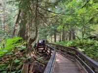 5. Tag – Spaziergang im Ancient Forest