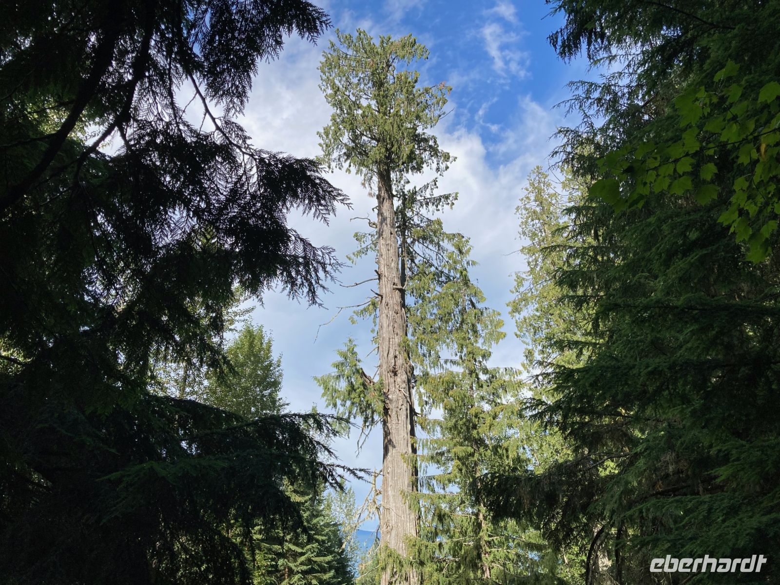 5. Tag – Spaziergang im Ancient Forest