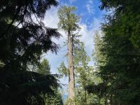 5. Tag – Spaziergang im Ancient Forest