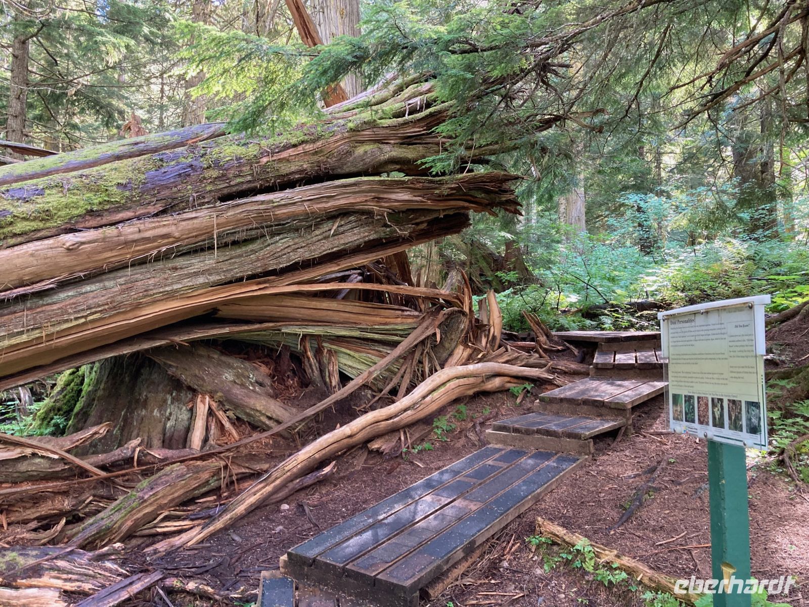 5. Tag – Spaziergang im Ancient Forest