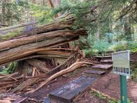 5. Tag – Spaziergang im Ancient Forest