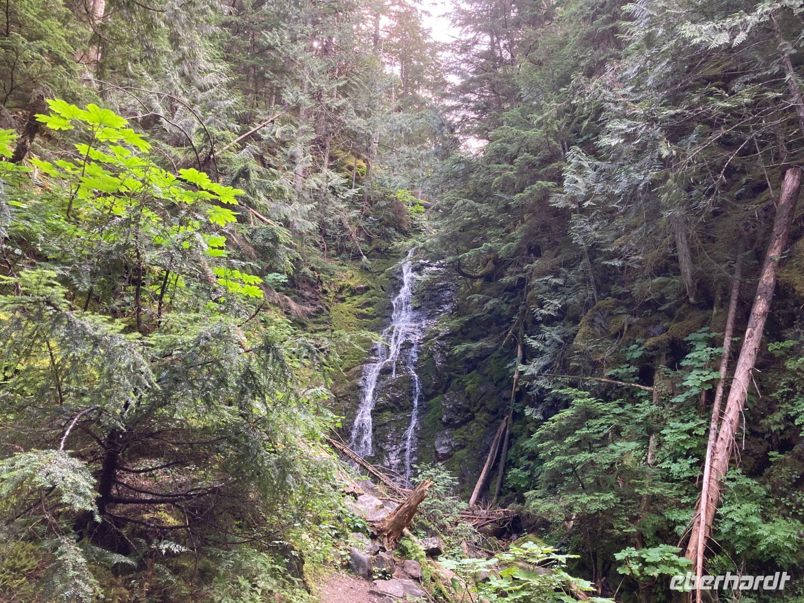 5. Tag – Spaziergang im Ancient Forest