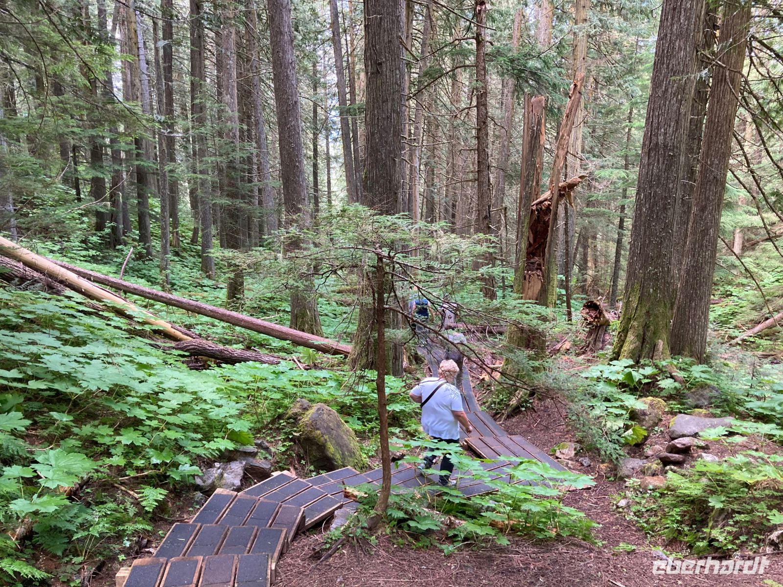 5. Tag – Spaziergang im Ancient Forest