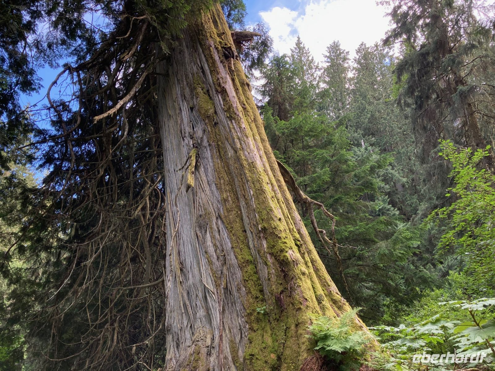 5. Tag – Spaziergang im Ancient Forest