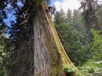 5. Tag – Spaziergang im Ancient Forest