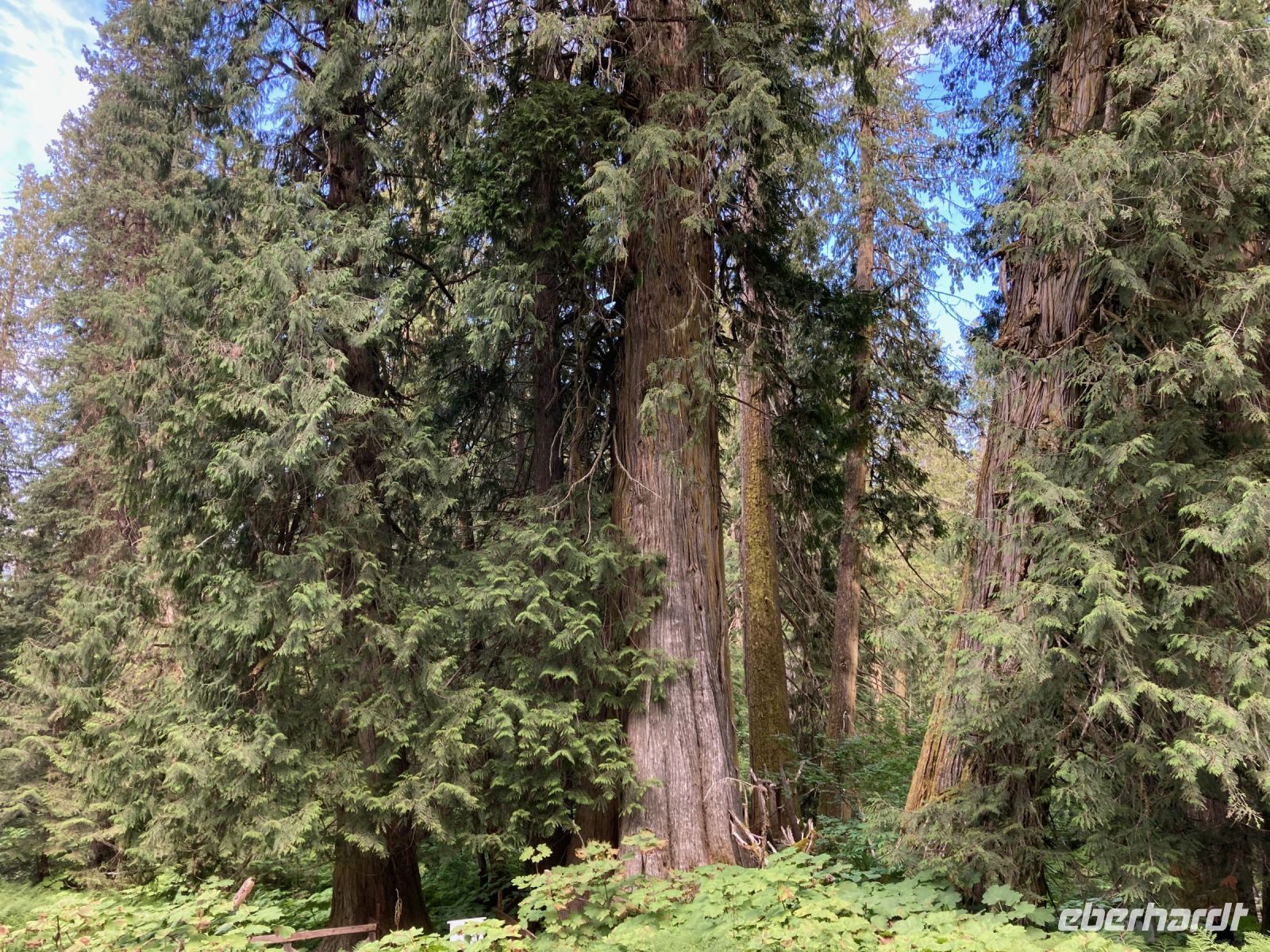 5. Tag – Spaziergang im Ancient Forest