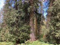 5. Tag – Spaziergang im Ancient Forest