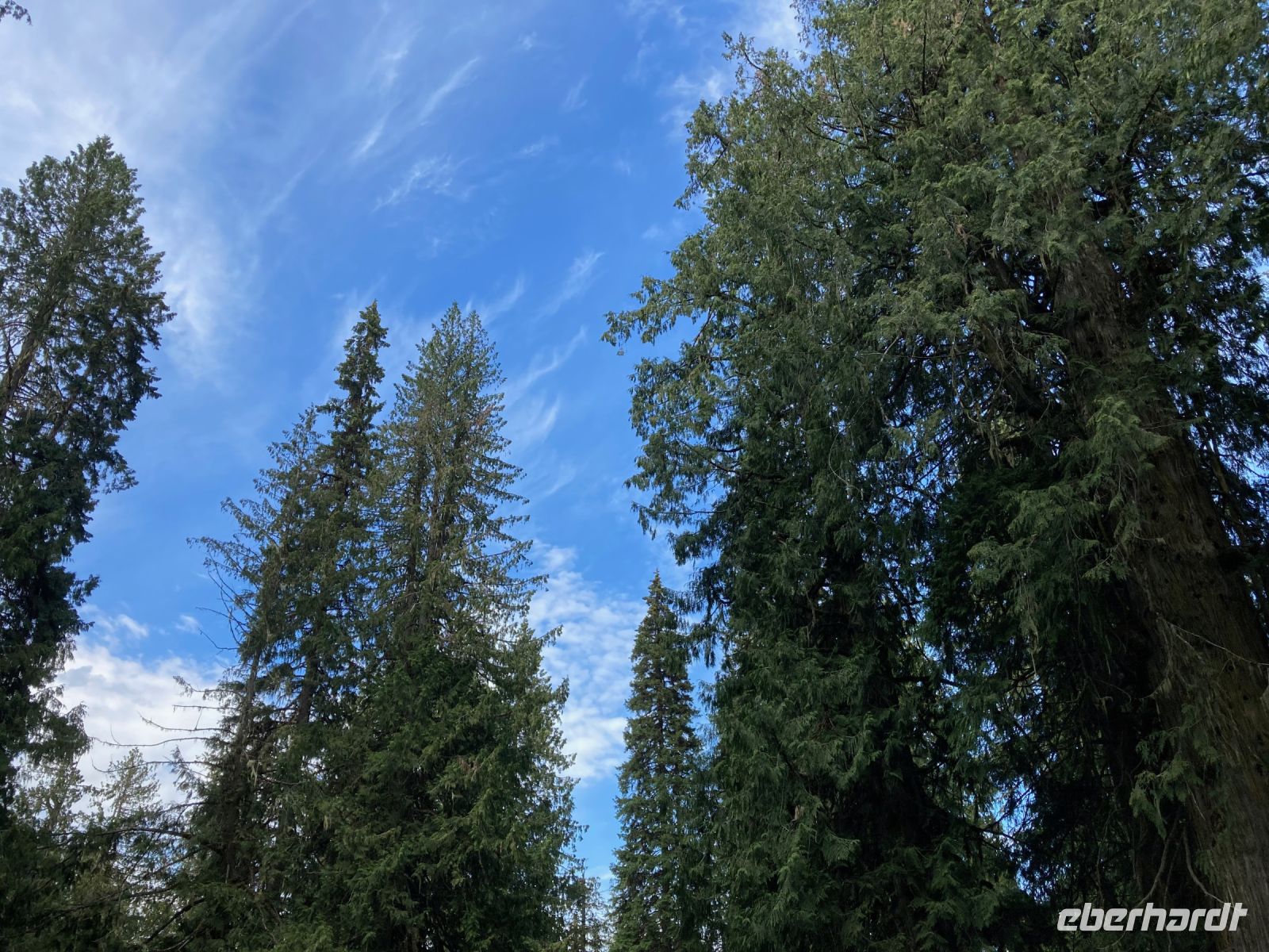 5. Tag – Spaziergang im Ancient Forest