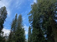 5. Tag – Spaziergang im Ancient Forest