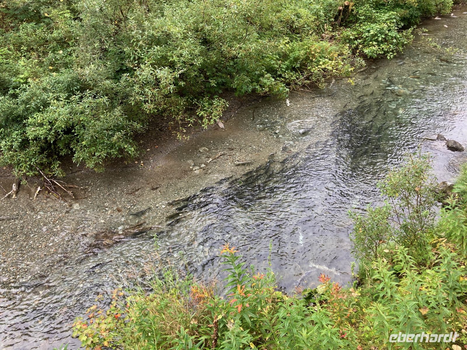 8. Tag – Bärenbeobachtung am Fish Creek – 1. Besuch am Morgen