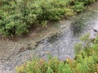 8. Tag – Bärenbeobachtung am Fish Creek – 1. Besuch am Morgen