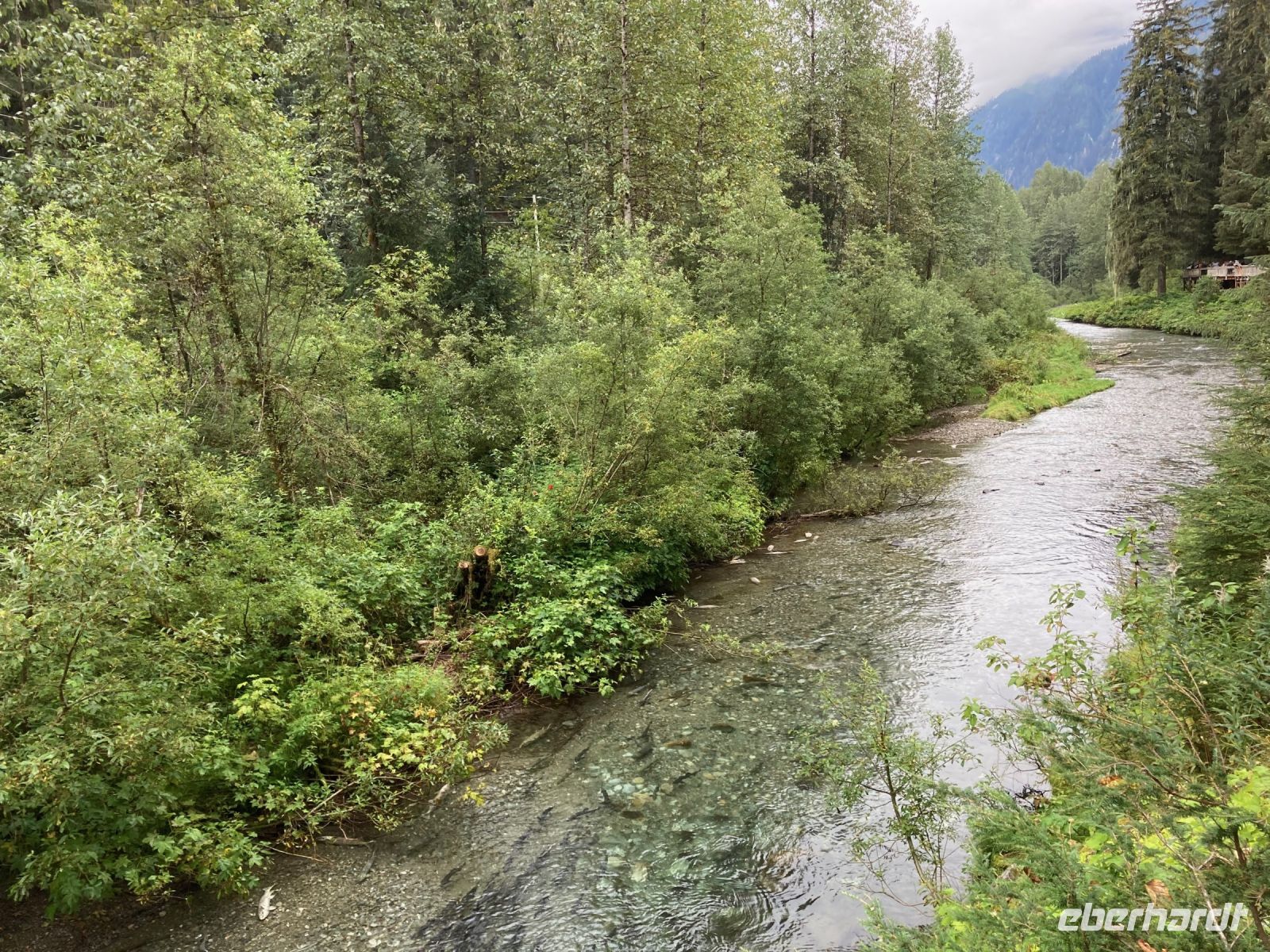 8. Tag – Bärenbeobachtung am Fish Creek – 1. Besuch am Morgen