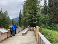 8. Tag – Bärenbeobachtung am Fish Creek – 1. Besuch am Morgen