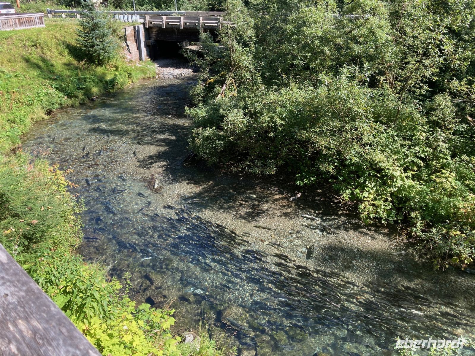 8. Tag – Bärenbeobachtung am Fish Creek – 2. Besuch am Mittag