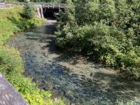 8. Tag – Bärenbeobachtung am Fish Creek – 2. Besuch am Mittag