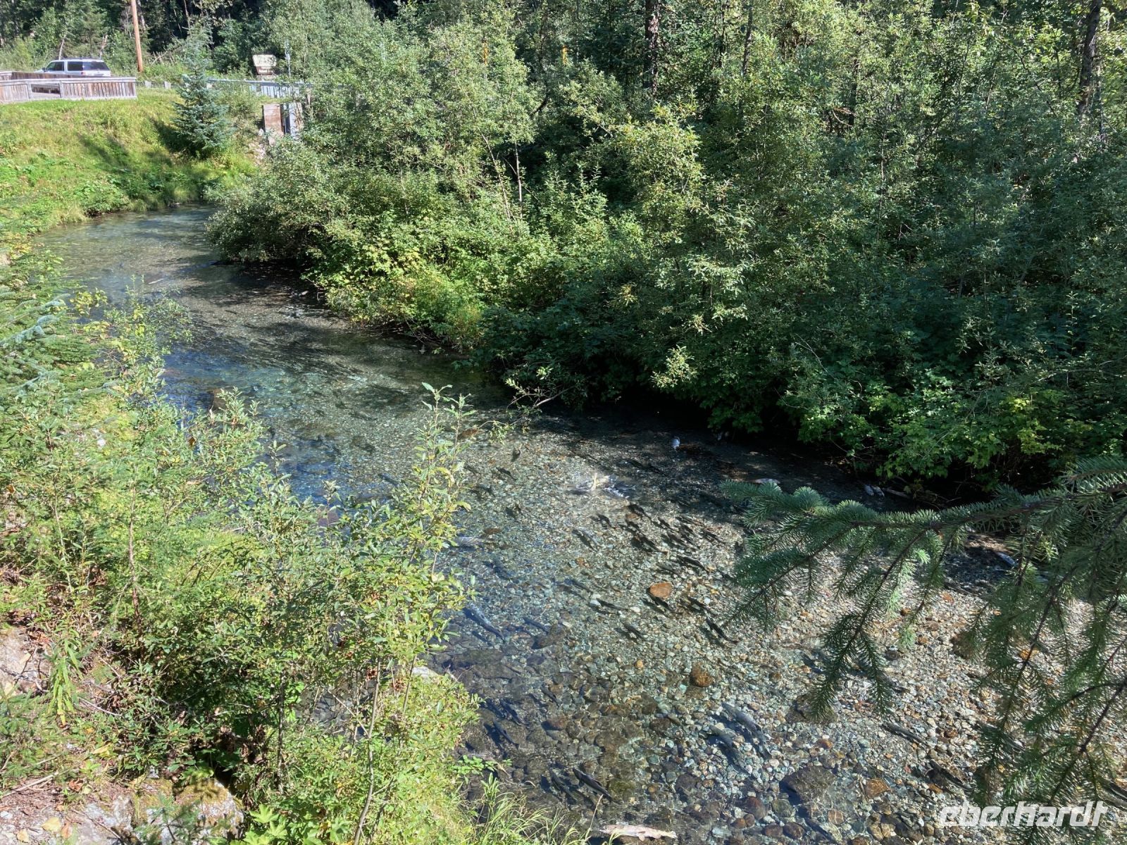 8. Tag – Bärenbeobachtung am Fish Creek – 2. Besuch am Mittag