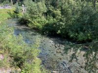 8. Tag – Bärenbeobachtung am Fish Creek – 2. Besuch am Mittag