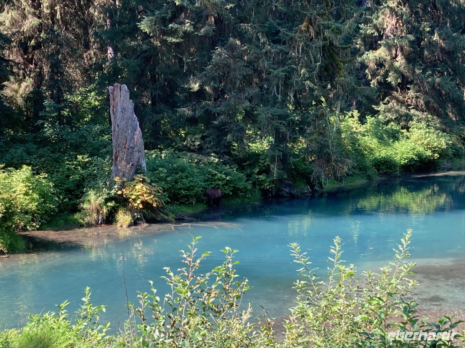 8. Tag – Bärenbeobachtung am Fish Creek – 2. Besuch am Mittag