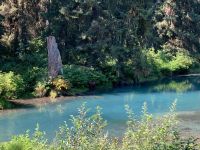 8. Tag – Bärenbeobachtung am Fish Creek – 2. Besuch am Mittag