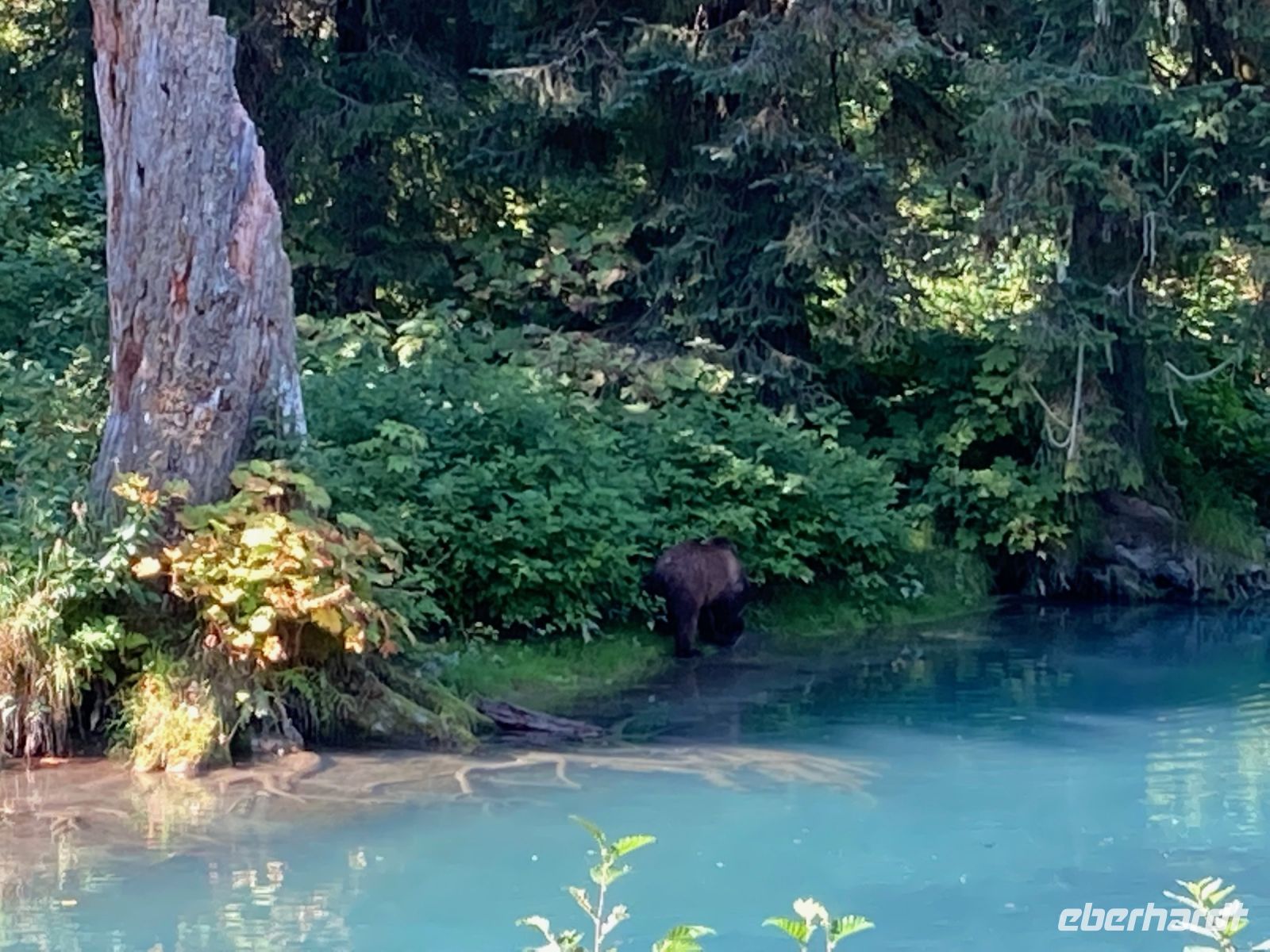 8. Tag – Bärenbeobachtung am Fish Creek – 2. Besuch am Mittag – Ein Grizzly