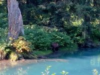 8. Tag – Bärenbeobachtung am Fish Creek – 2. Besuch am Mittag – Ein Grizzly