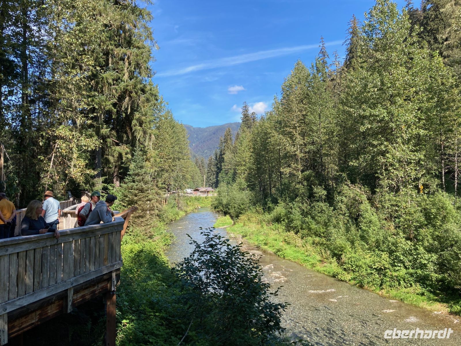 8. Tag – Bärenbeobachtung am Fish Creek – 2. Besuch am Mittag