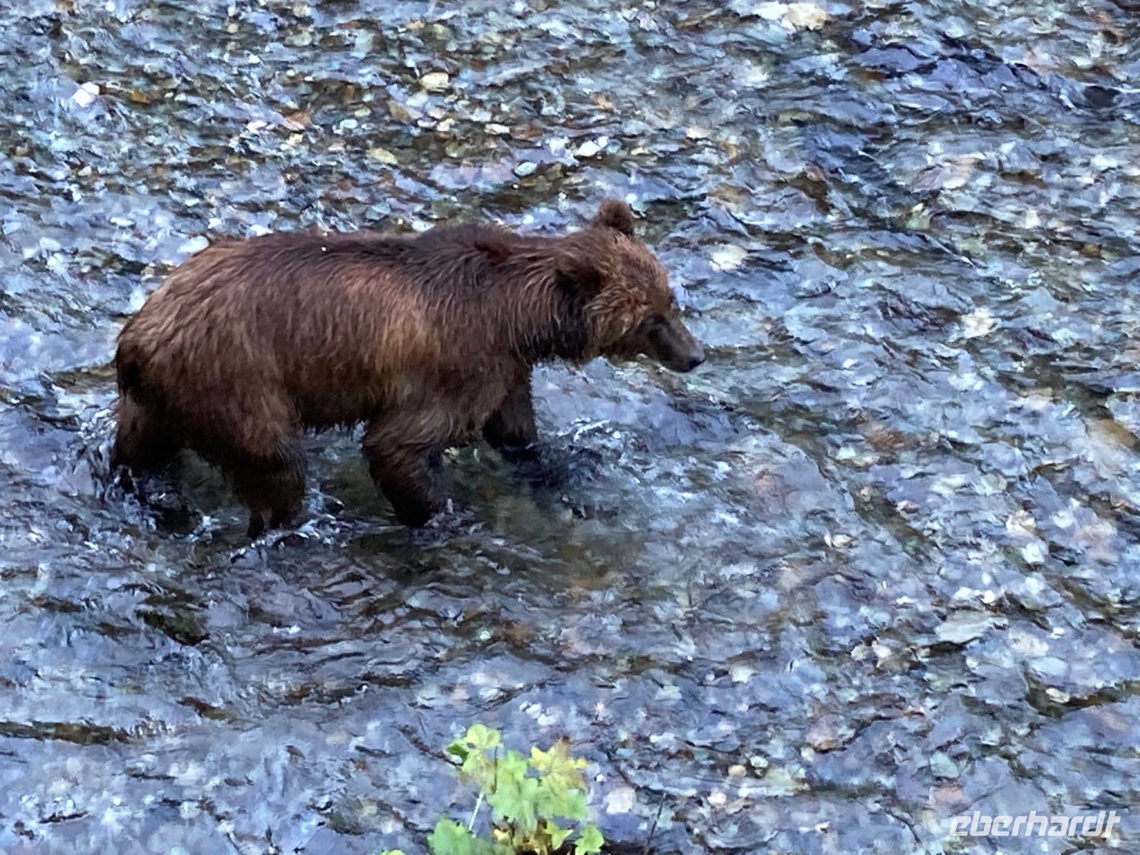 8. Tag – Bärenbeobachtung am Fish Creek – 3. Besuch am Abend