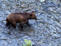 8. Tag – Bärenbeobachtung am Fish Creek – 3. Besuch am Abend