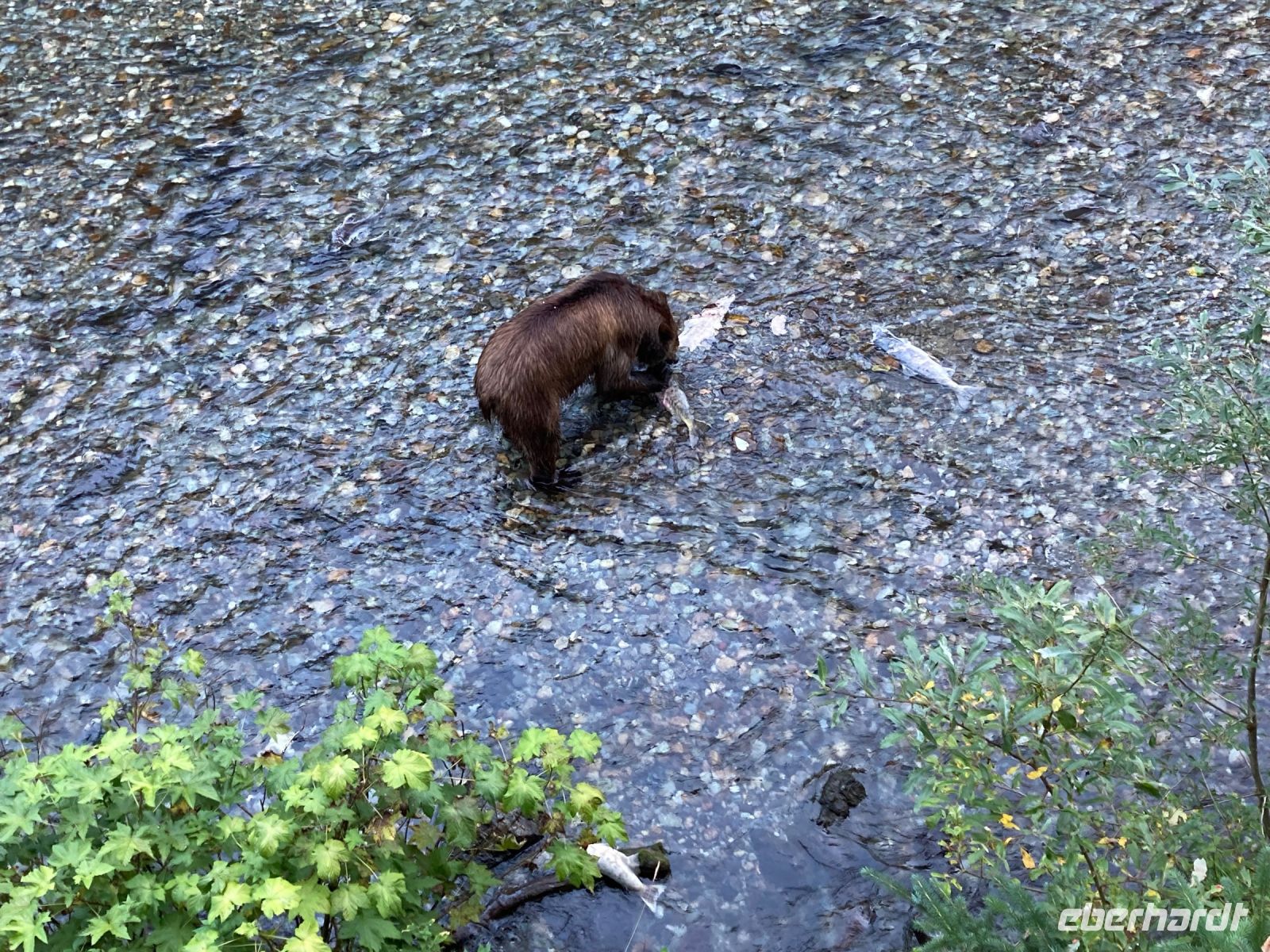 8. Tag – Bärenbeobachtung am Fish Creek – 3. Besuch am Abend