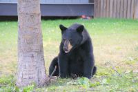 69 Schwarzbärmutter