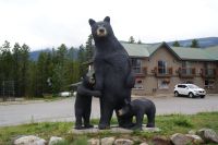 77 Schwarzbärfamilie