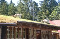 139 Ziegen auf dem Dach in Coombs