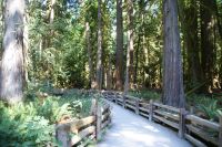 140 McMillan Provincial Park mit Zedern und Douglasien