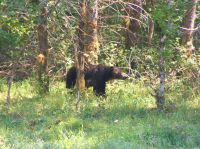 154 Bärenbeobachtungstour