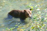 159 Grizzly beim Lachsfang