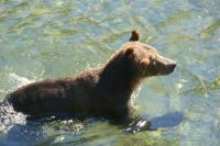 160 Grizzly beim Lachsfang