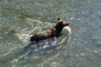 161 Grizzly beim Lachsfang