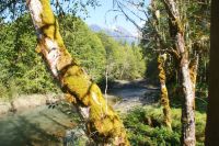 168 Bärenbeobachtungstour