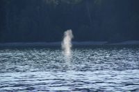 172 Buckelwalfontäne