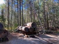 5. Reisetag – Algonquin Park – Freiluftmuseum „Algonquin Logging Trail“