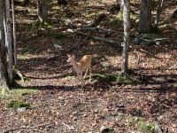 6. Reisetag – Parc Omega