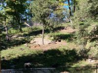 6. Reisetag – Parc Omega – Wolfsrudel