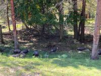 6. Reisetag – Parc Omega – Wilde Truthähne