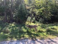 6. Reisetag – Parc Omega