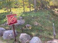 6. Reisetag – Parc Omega – Koyoten