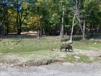 6. Reisetag – Parc Omega – Wildschweine