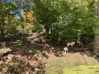 6. Reisetag – Parc Omega – Polarwölfe