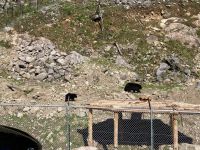 6. Reisetag – Parc Omega – Schwarzbärenmutter mit Kind