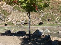 6. Reisetag – Parc Omega – Schwarzbärenmutter mit Kind