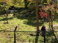 6. Reisetag – Parc Omega – Zimtbär